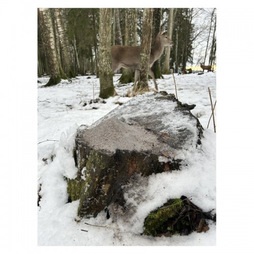 Wildlutscher Lock Salz s��er Mais