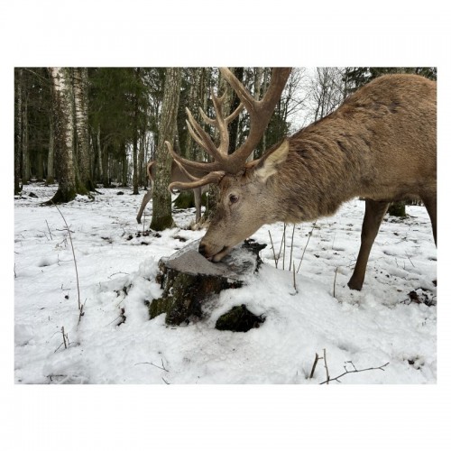 Wildlutscher Lock Salz s��er Mais